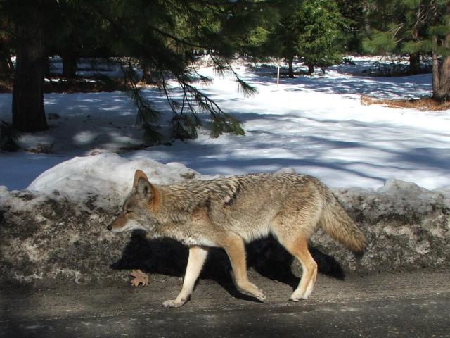 Yosemite winter-21 - Yosemite coyote, watching for rodents in the disturbed area near the plowed road. He didn't pay any attenti