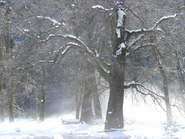 Yosemite winter-06 - Fog at the edge of the meadow.