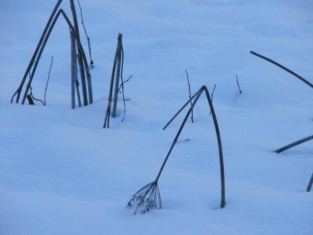 Yosemite winter-12 - A little art in the meadow