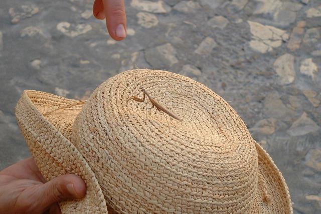 Burgos0903-29
Flying stick insect landed on my hat in the main plaza in Sepúlveda 