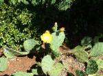 Portland Joanie's place-01 Beautiful cactus pear in bloom in someone's garden near Joanie's condo