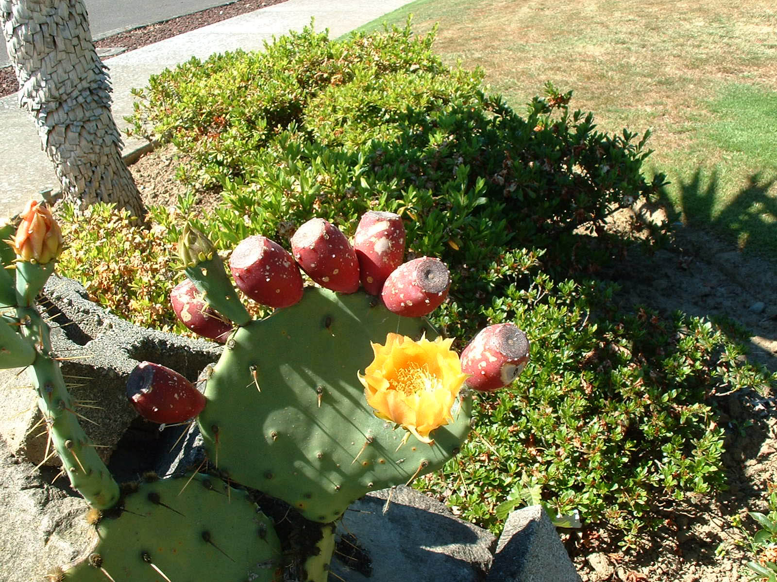 Portland Joanie's place-02 Cactus pear with bloom and fruit