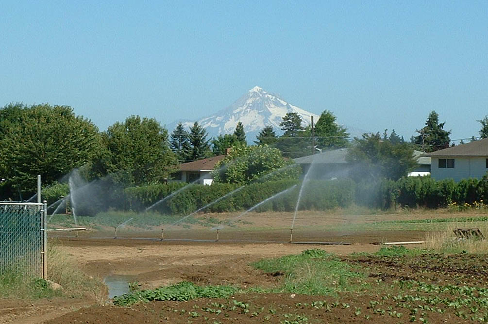 Portland Joanie's place-04 Mt. Hood viewed from the farm across the road from Joanie