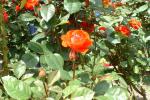 Portland Rose Garden-02