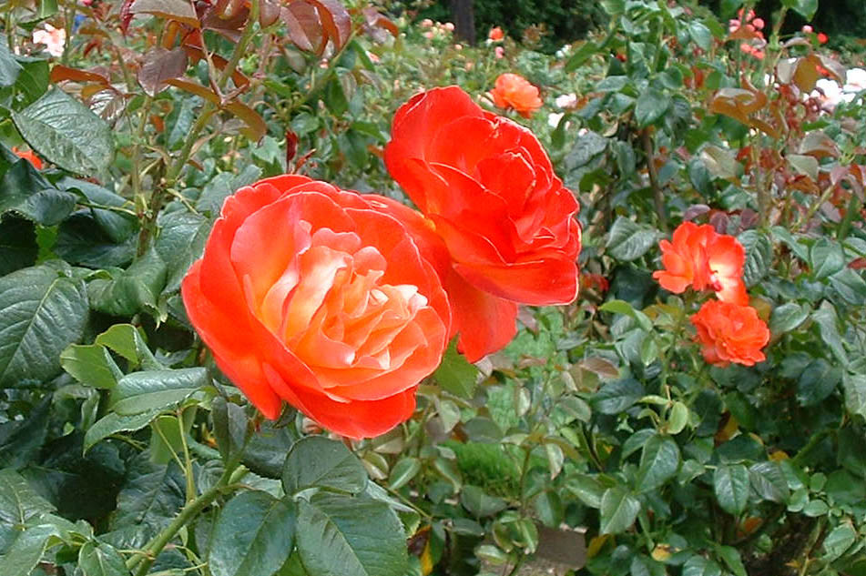 Portland Rose Garden-03