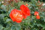 Portland Rose Garden-03