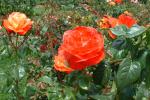 Portland Rose Garden-04