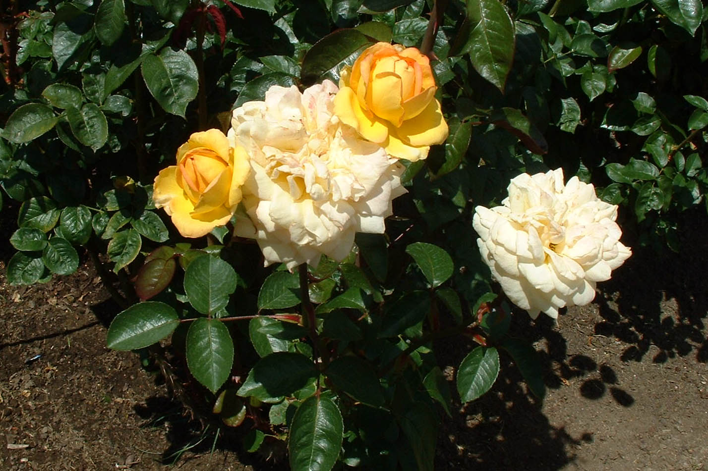Portland Rose Garden-06