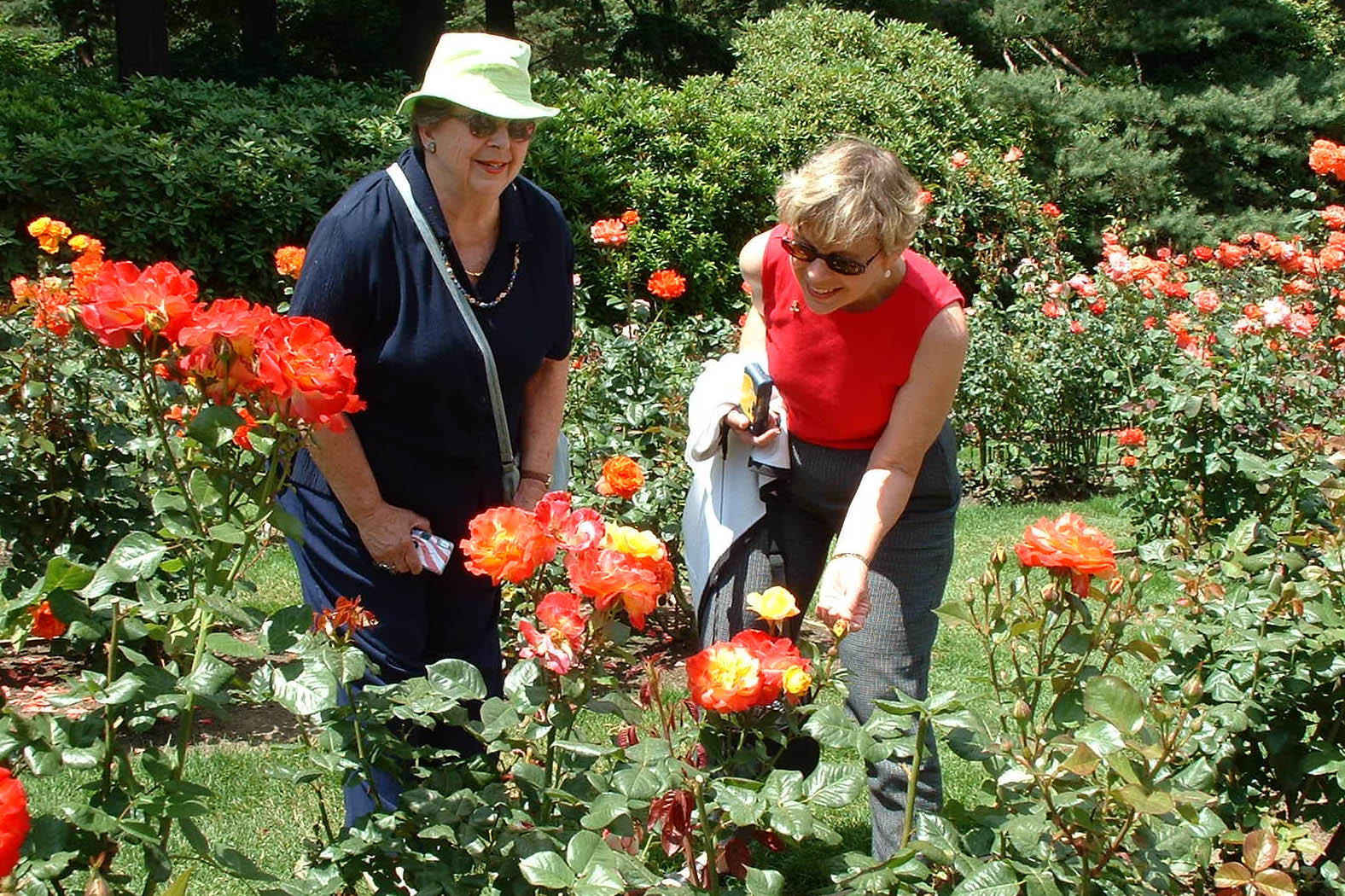 Portland Rose Garden-07