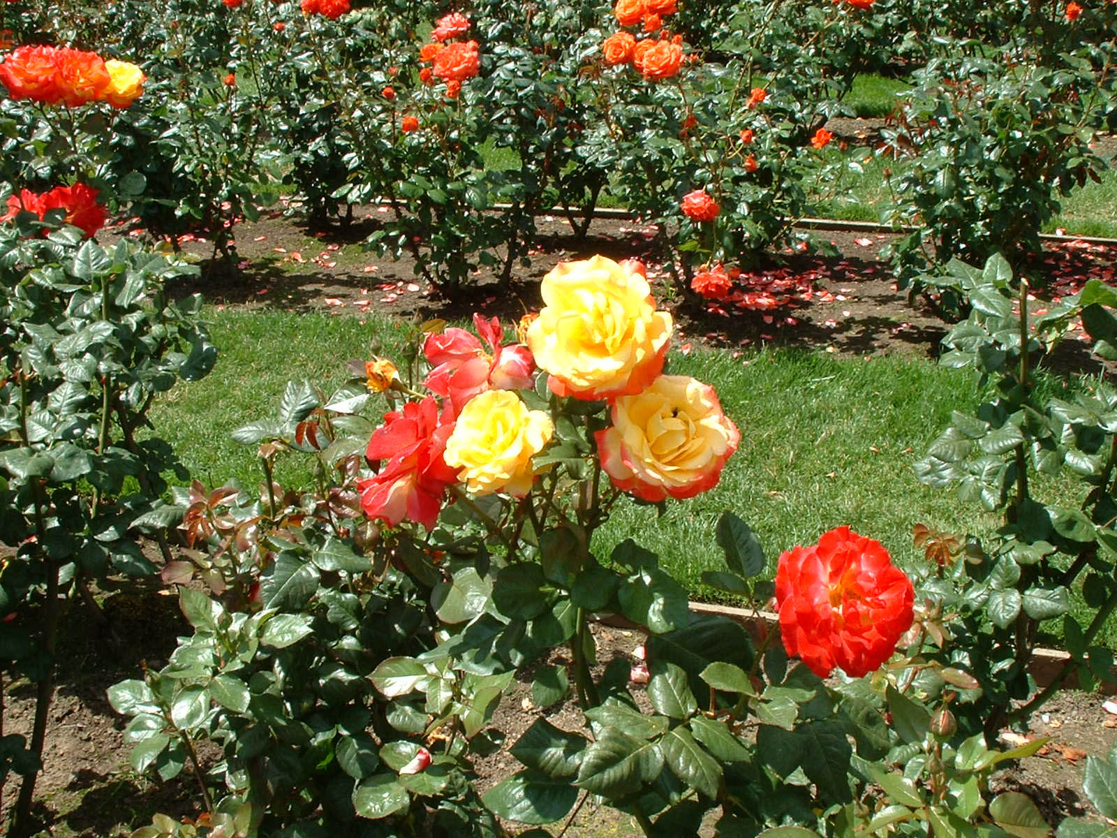 Portland Rose Garden-09