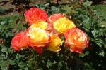 Portland Rose Garden-10