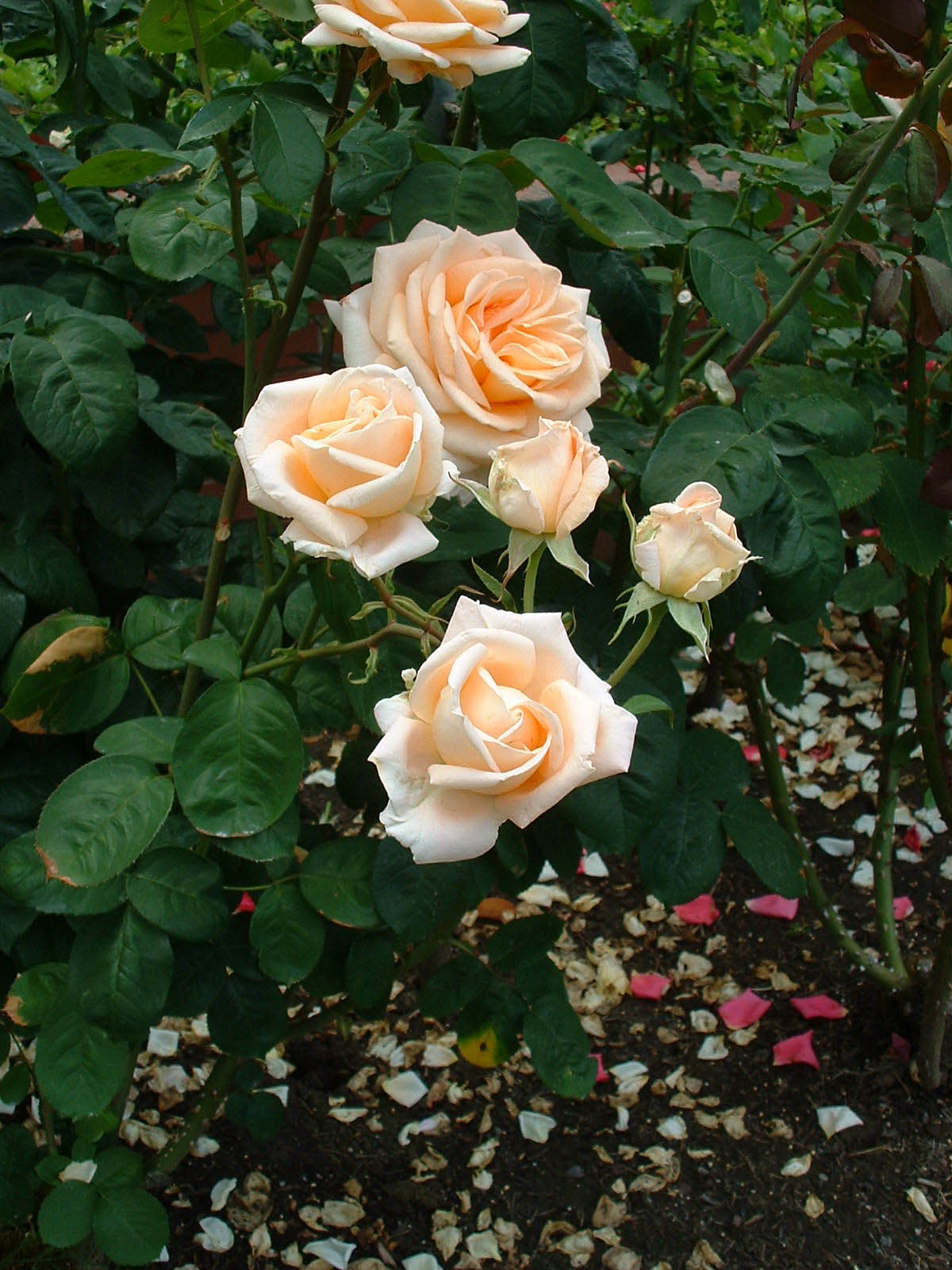 Portland Rose Garden-12