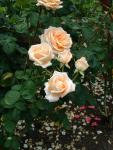 Portland Rose Garden-12