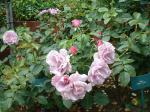 Portland Rose Garden-13