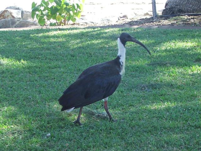 Australia-Darwin to Alice Springs-05