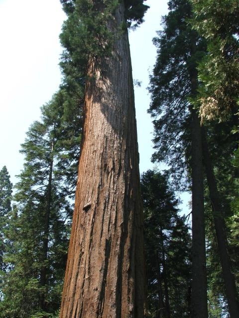 Calaveras Big Trees-01