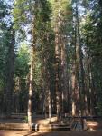 Calaveras Big Trees-08