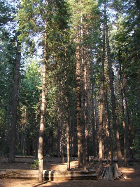 Calaveras Big Trees-08