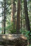 Calaveras Big Trees-14