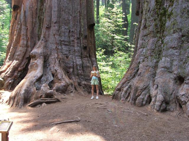 Calaveras Big Trees-19