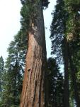 Camping at Calaveras Big Trees 2008