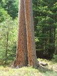 Calaveras Big Trees-32