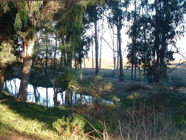 Sweet Springs pond