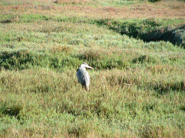 Night Heron